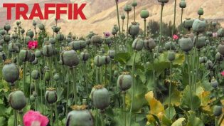 Traffik photo