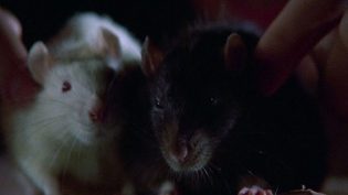 鼠王 photo