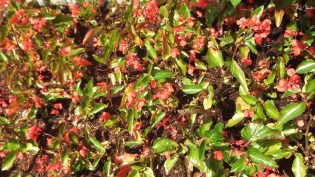 Red Green photo