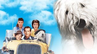 The Shaggy Dog photo